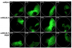 Figure 1: In Vivo Expression of EGFP Co-expressed with miR(Irr/5,B,7)-AsR, Assessed by Fundoscopy 50 dpi