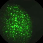 mouse-GFP