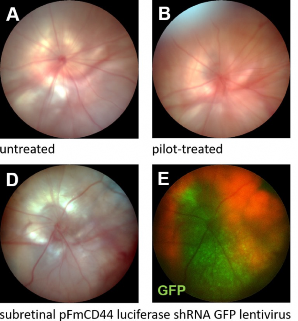 fundus images of subretinal injections