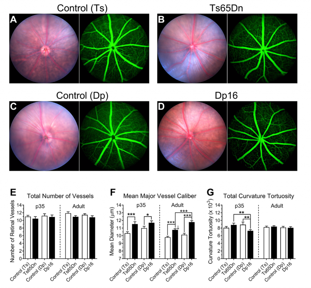 bright field and fluorescein imaging of mice