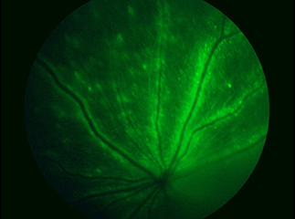 retina image of rodent using FA